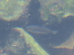 Chromis punctipinnis