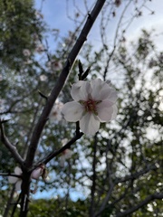 Prunus amygdalus