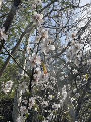 Prunus amygdalus