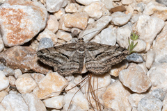 Peribatodes correptaria