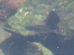 Chromis punctipinnis