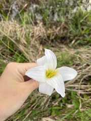 Zephyranthes atamasco