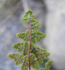 Argyrochosma jonesii