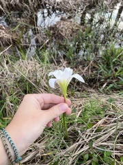 Zephyranthes atamasco