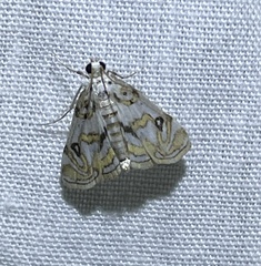 Parapoynx polydectalis