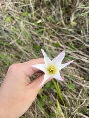 Zephyranthes atamasco