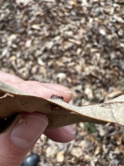 Polystepha symmetrica