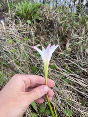 Zephyranthes atamasco