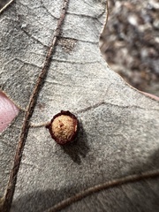 Polystepha symmetrica