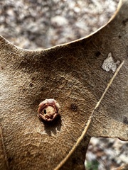Polystepha symmetrica