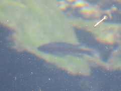 Chromis punctipinnis