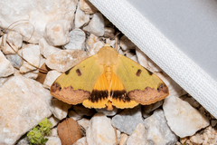 Ophiusa tirhaca