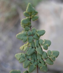 Argyrochosma jonesii