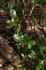 Coprosma hirtella