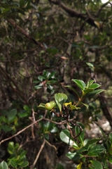 Coprosma hirtella