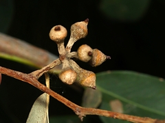 Eucalyptus macrorhyncha macrorhyncha