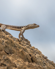 Tropidurus semitaeniatus