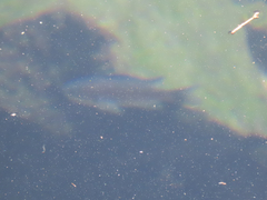 Chromis punctipinnis