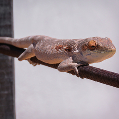 Polychrus acutirostris
