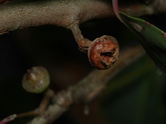 Eucalyptus macrorhyncha macrorhyncha
