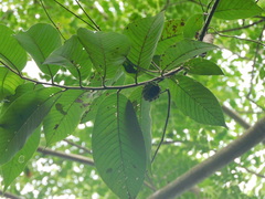 Annona squamosa