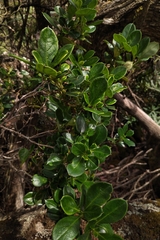 Coprosma hirtella