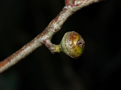 Eucalyptus macrorhyncha macrorhyncha