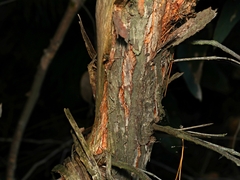 Eucalyptus macrorhyncha macrorhyncha