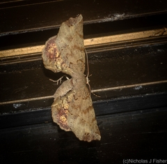 Parepisparis excusata