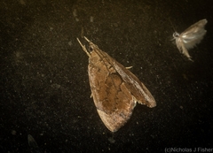 Crocidolomia suffusalis