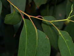 Eucalyptus macrorhyncha macrorhyncha