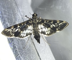 Rhimphalea