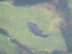 Chromis punctipinnis