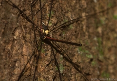 Neopantopsalis pentheter
