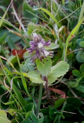 Stachys arvensis