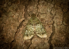 Stericta chlorophoena