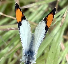 Anthocharis sara
