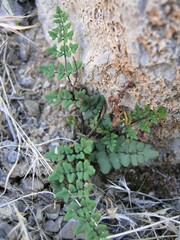 Argyrochosma jonesii