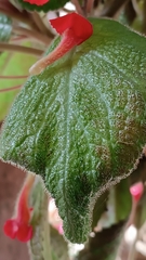 Gesnerieae