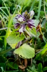 Stachys arvensis