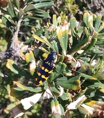 Cyrioides imperialis