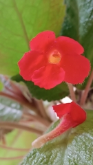 Gesnerieae