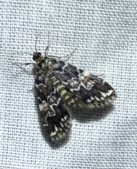 Elophila responsalis