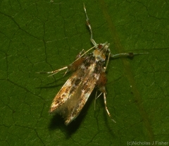 Persicoptila oenosceles