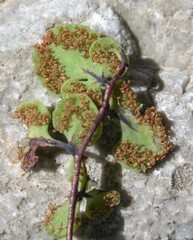 Argyrochosma jonesii