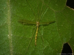 Skuseomyia eximia