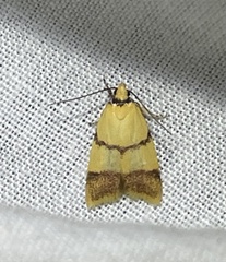 Heteroteucha translatella