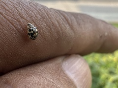 Psyllobora confluens