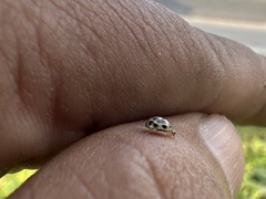 Psyllobora confluens