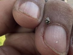 Psyllobora confluens